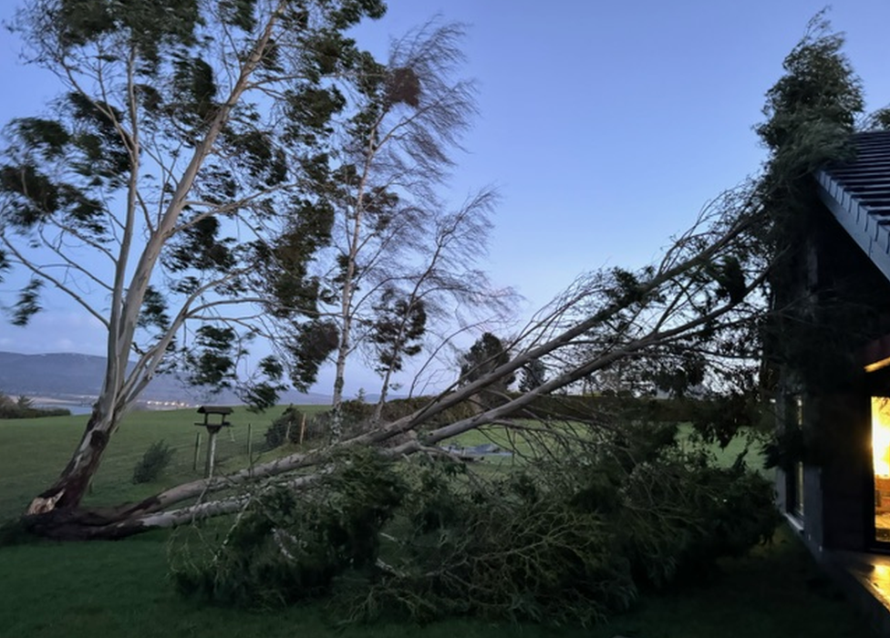 Fallen tree on house