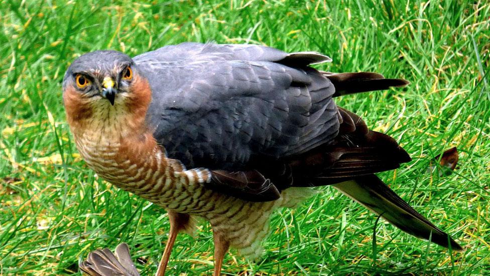 Sparrowhawk