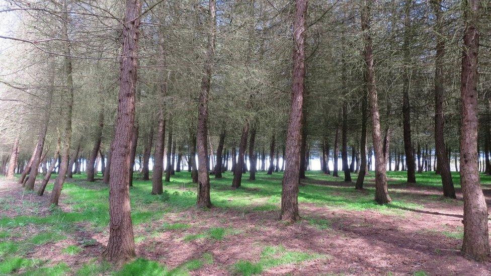 In the woods near Dry Sandford