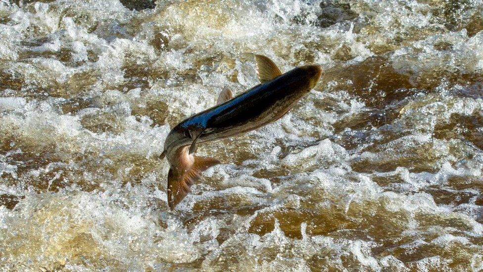 Leaping Shrewsbury salmon