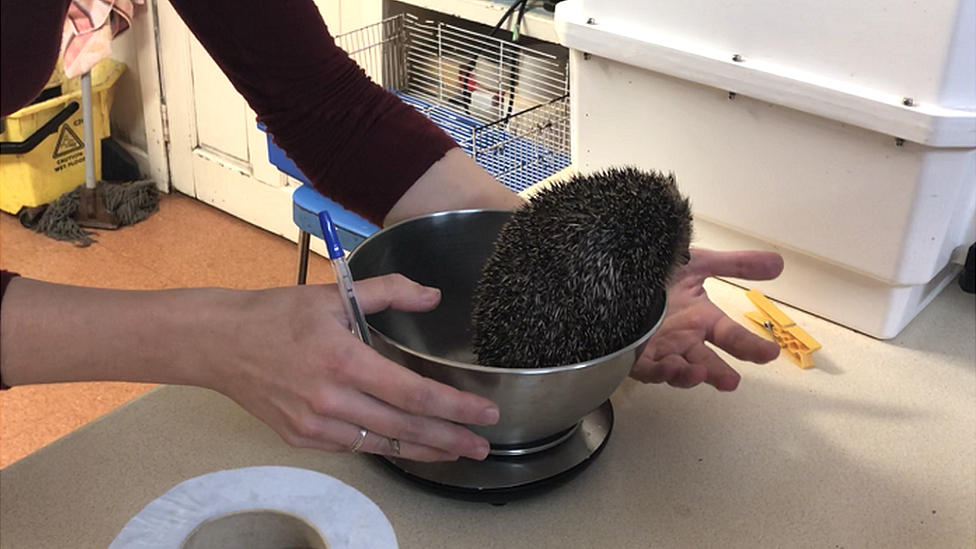 a hedgehog being weighed