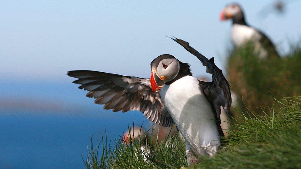 Puffins on Grimsey