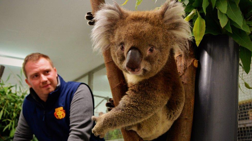 Burke the koala with Longleat's Head of Animal Adventure Graeme Dick