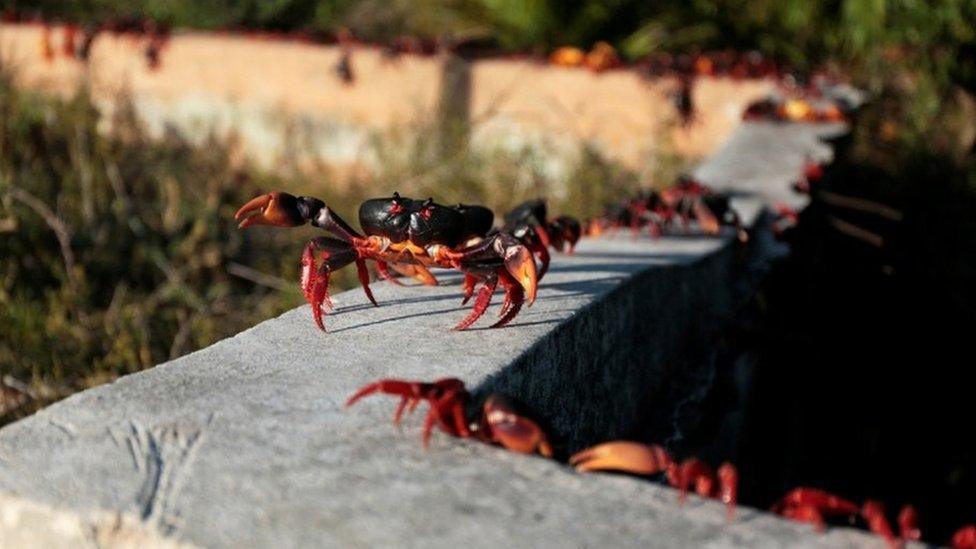 Crabs walking on top of a wall