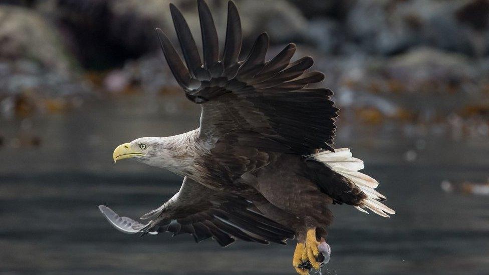 White-tailed eagle