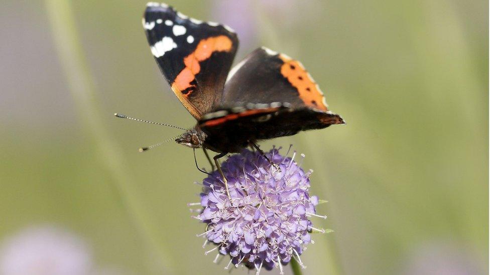 Red admiral