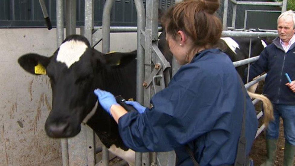 TB testing at a farm in Pembrokeshire