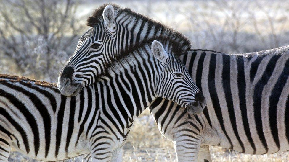 Two zebras nuzzling in Namibia