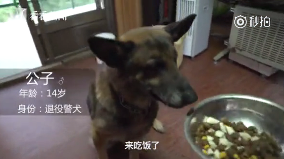 14-year-old Sonny, a retired police dog