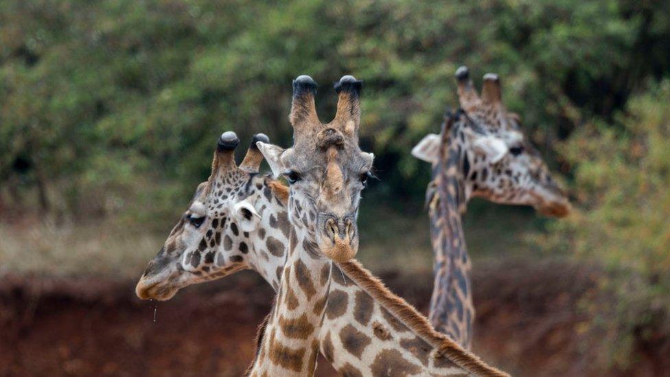 Masai-Giraffes-in-Kenya.