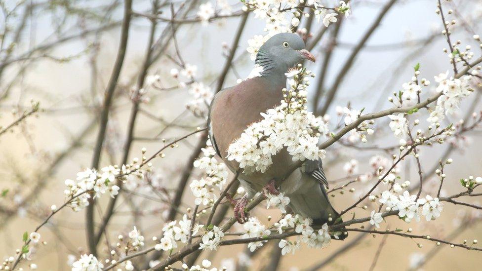 Prunus spinosa