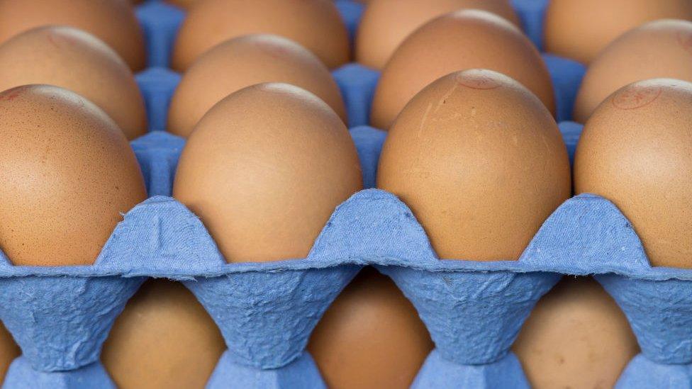 Trays of chicken eggs