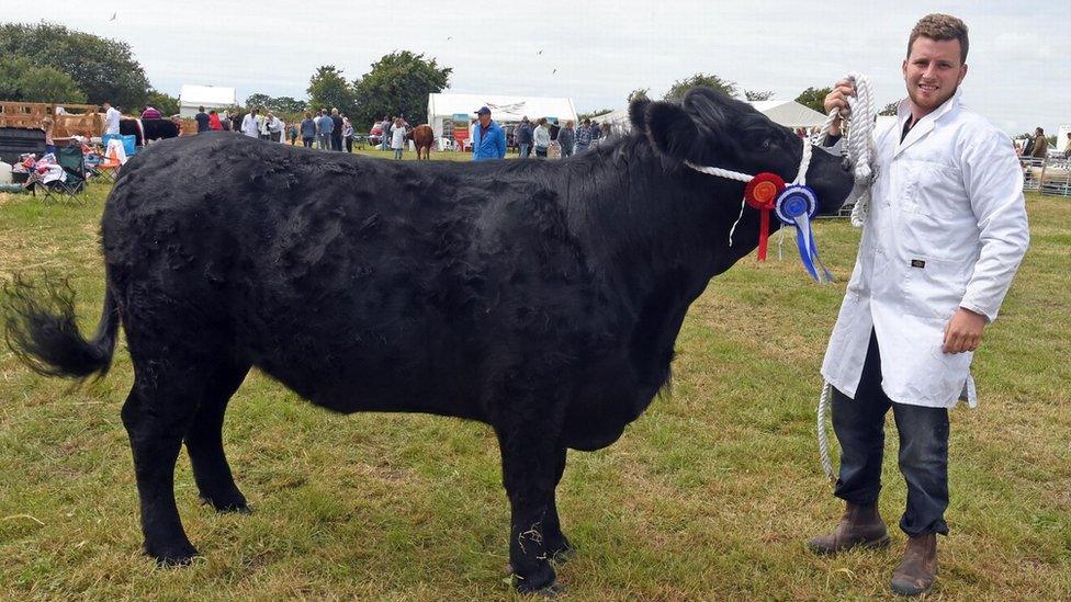 Bu Bryn yn dangos gwartheg duon yn Sioe Caernarfon