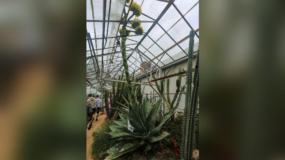 Agave succulent