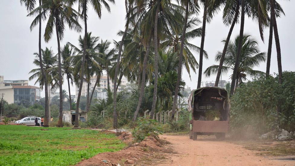 Farmers driving spinach from Ramagondanahalli village to market