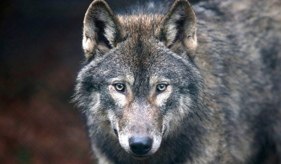 A grey wolf