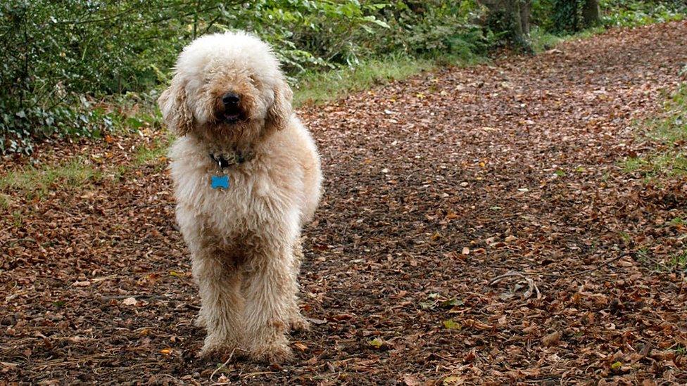 Labradoodle in forest