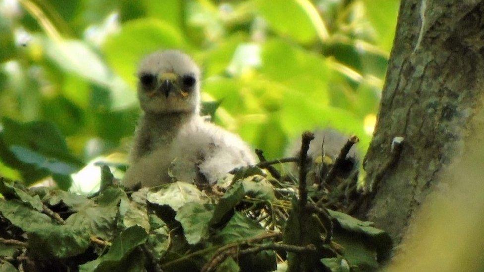 Buzzard chick in Western Golf Course