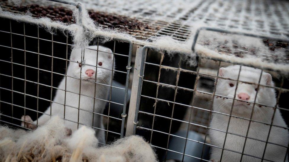 Mink are seen at a farm in Denmark, November 6, 2020.