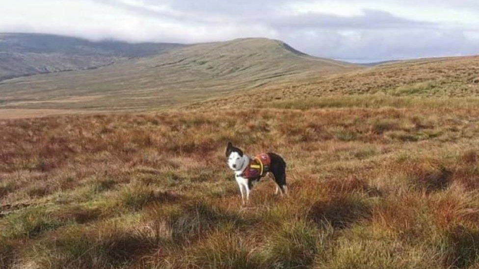 Search dog on the Yorkshire Dales