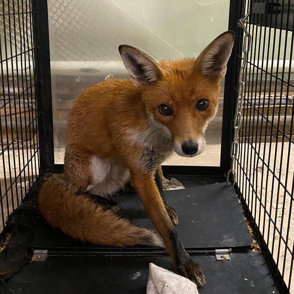 Fox caught in laundrette