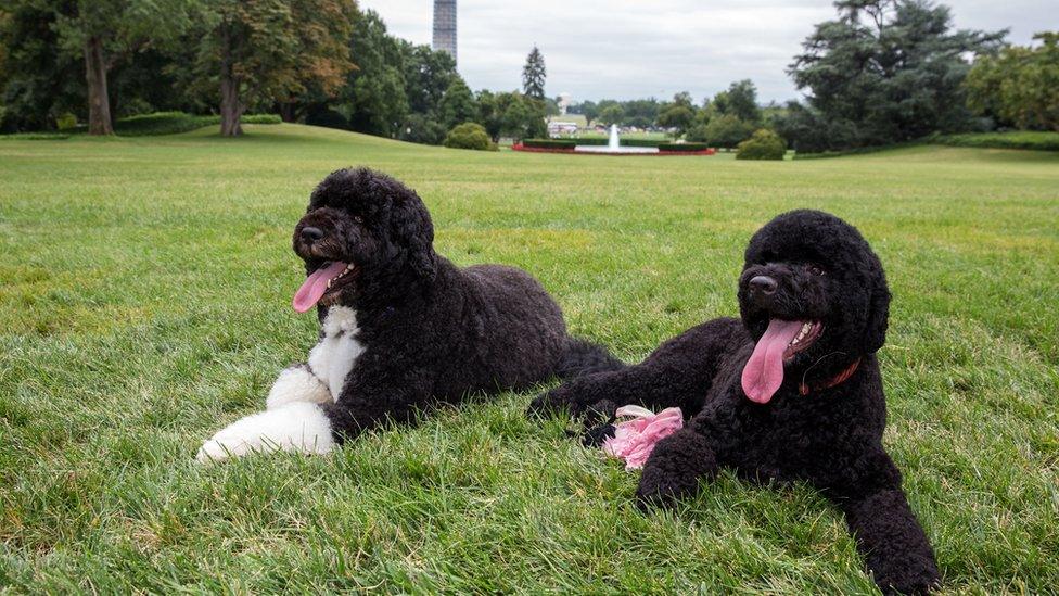 Obama's dog Bo, on the left, sits next to new puppy, Sunny, on the lawn of the White House.