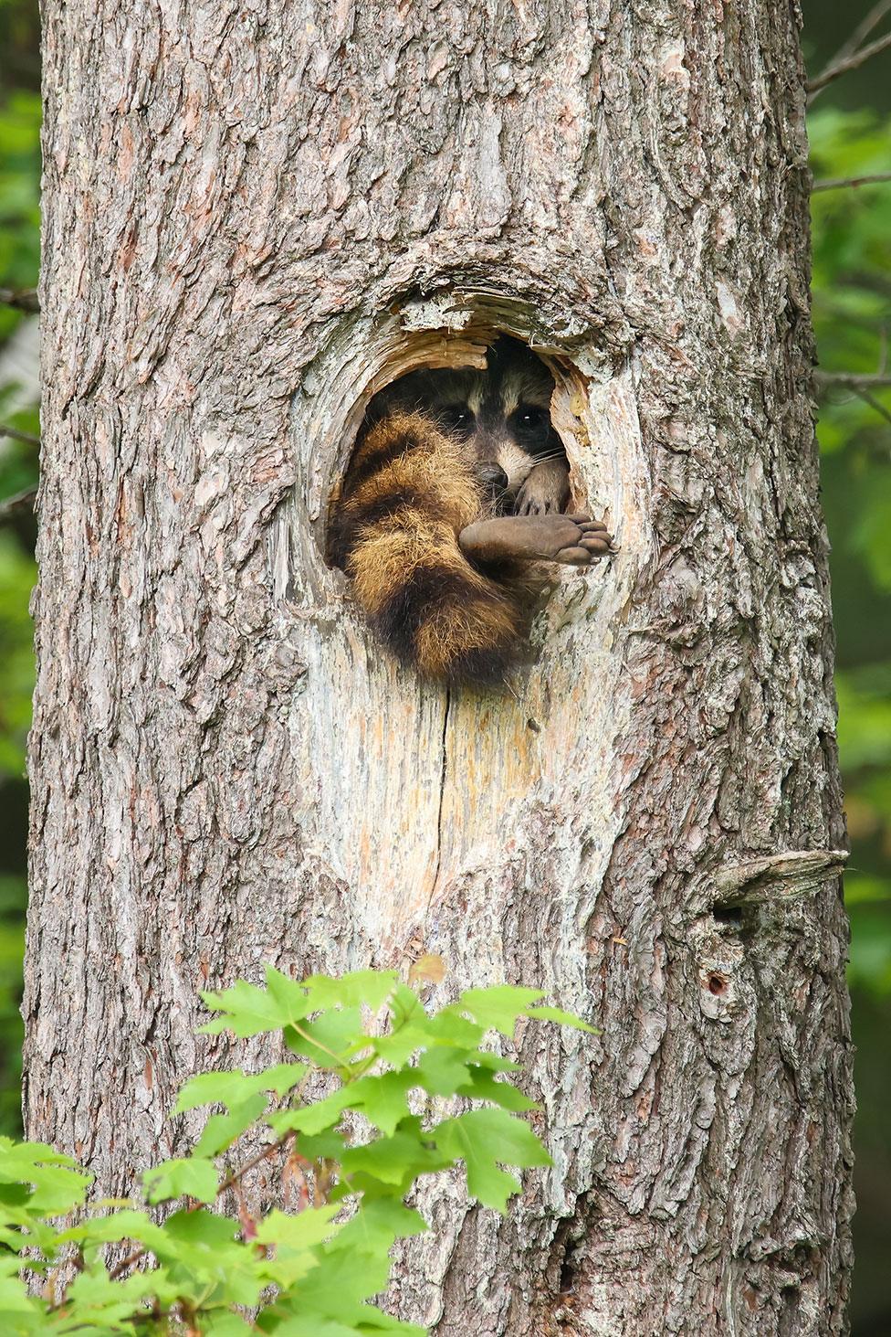 A raccoon with one foot sticking out of a tree