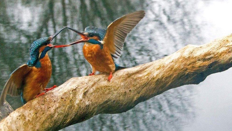 A pair of Kingfishers