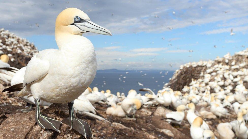 Gannets on Bass Rock