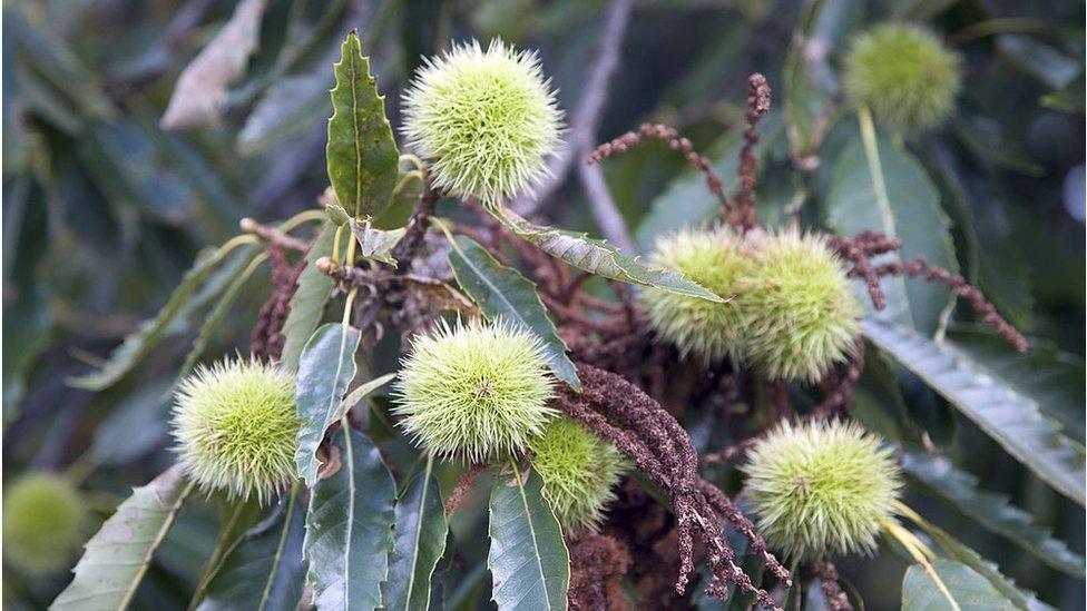 Sweet chestnut leaves and nuts