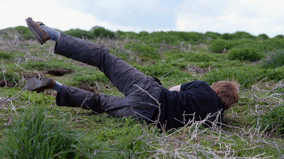 Farne Islands ranger with hand down into a Puffin nest during Puffin Census