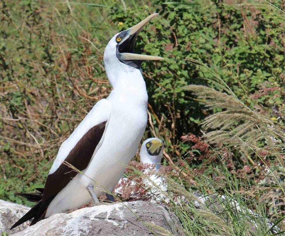 Masked booby