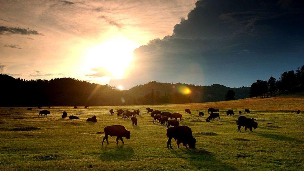 American bison