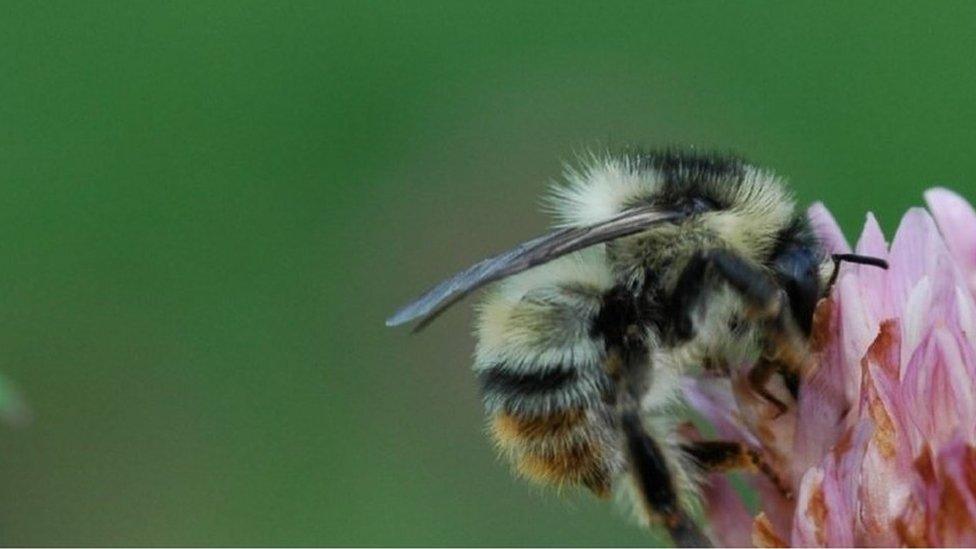 Shrill Carder Bee