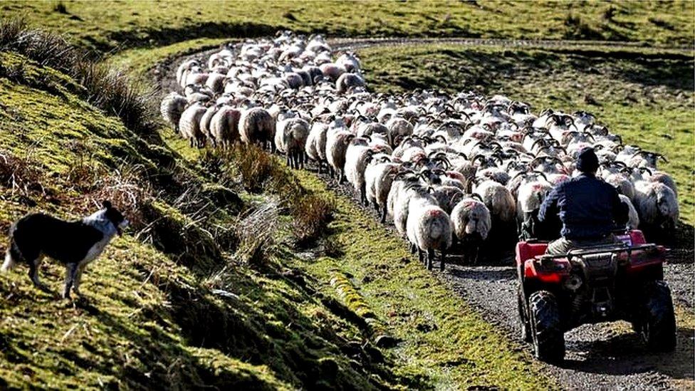 Livestock was also stolen but machinery theft resulted in insurance claims being for higher values