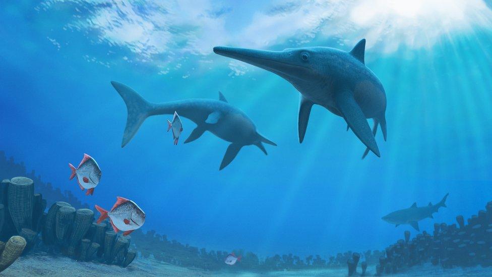 The ichthyosaurs swam alongside early sharks and bony-finned fishes