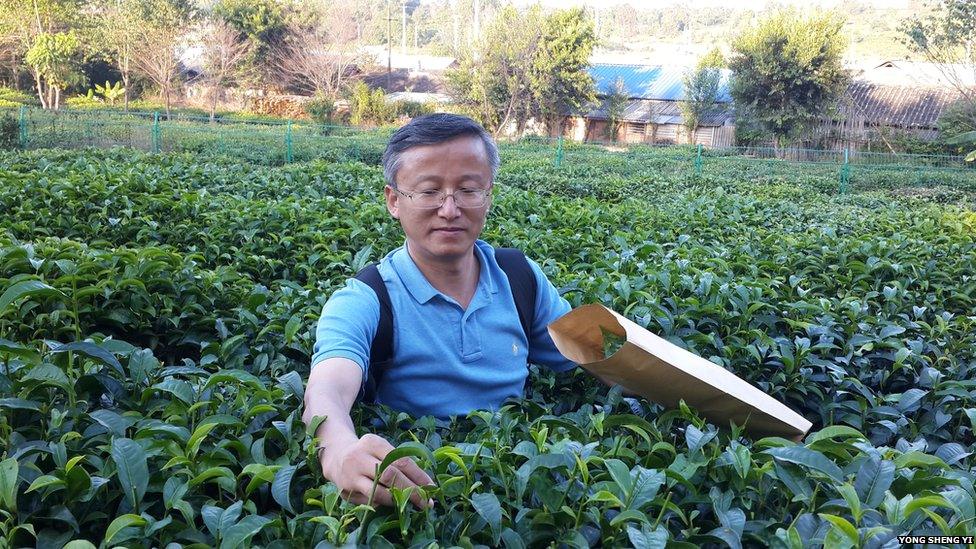 Botanist collecting tea leaves