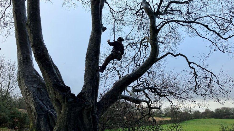 tree surgeon in harness up tree, silhouetted against the sky