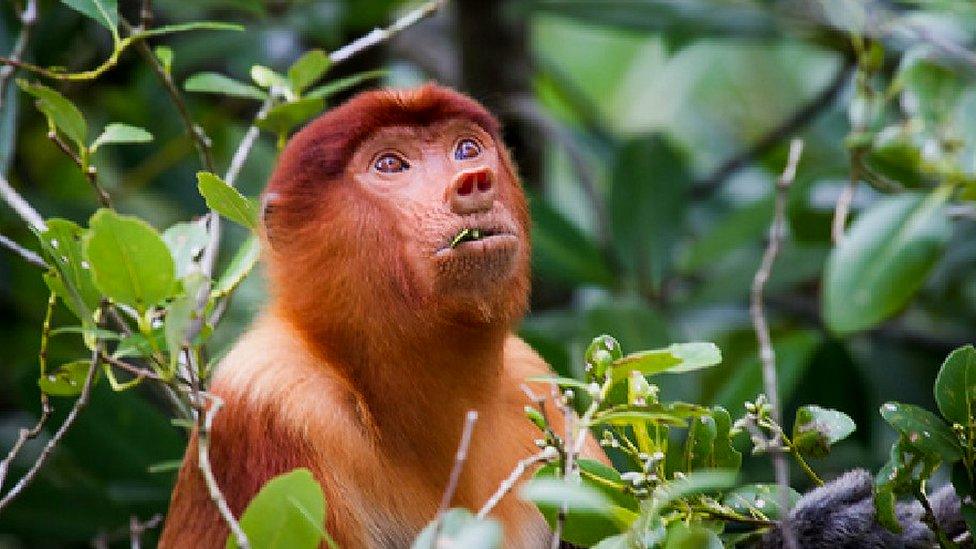 Proboscis monkeys have only four known vocalisations (c) SPL