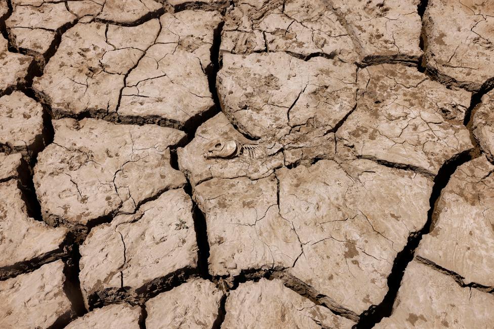 A dead fish lies on the cracked ground of La Vinuela reservoir during a severe drought in La Vinuela, near Malaga, southern Spain.