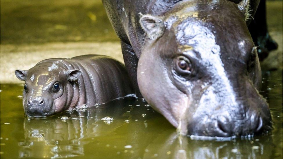 Baby hippo and mother at Bristol Zoo