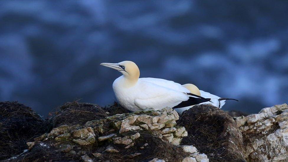 Gannet sat on a rock