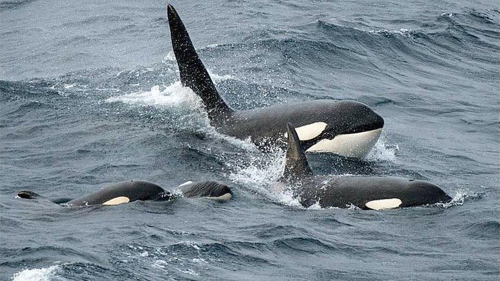 Orcas