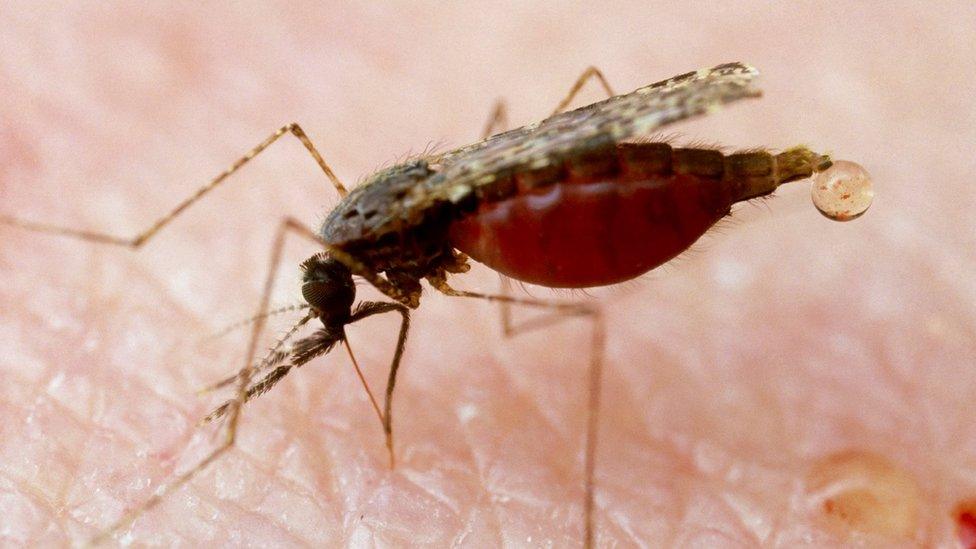 Mosquito feeding on human blood.