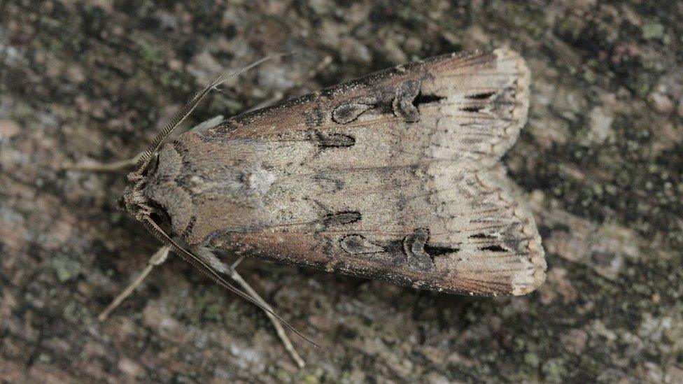 Dark sword grass moth