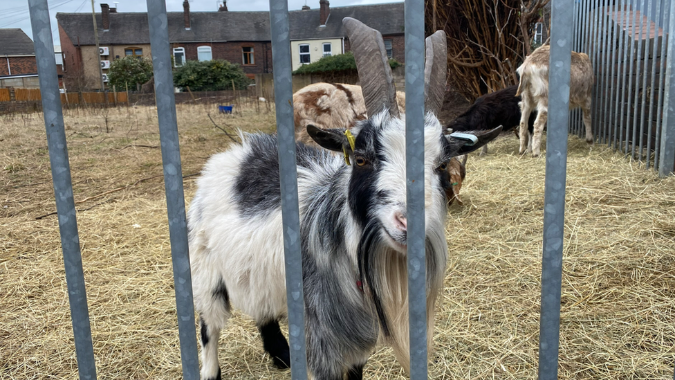 Goat looking through railings