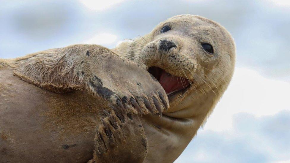 A yawning seal