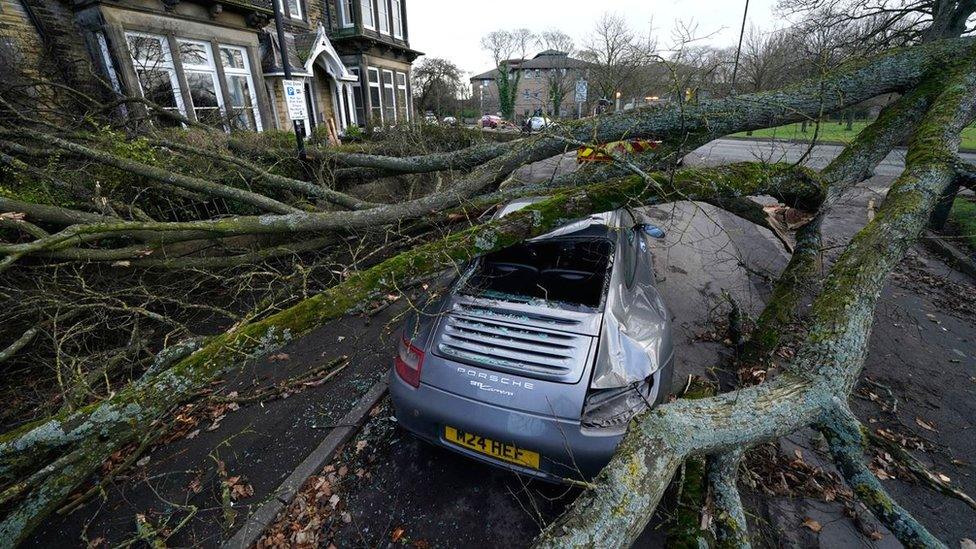 Porsche under fallen tree