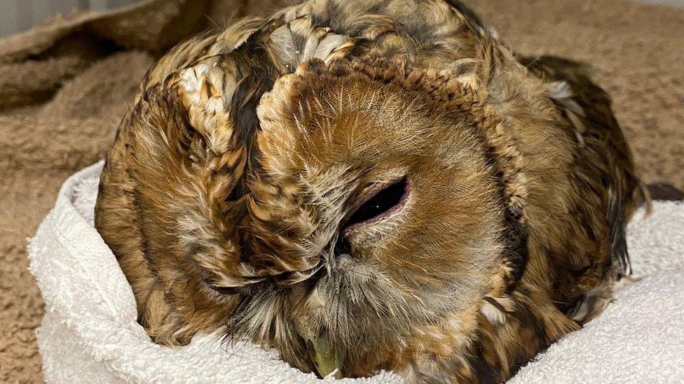 Tawny owl