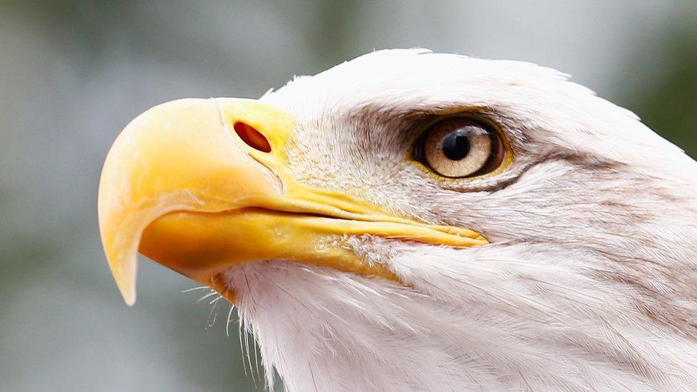 A bald eagle